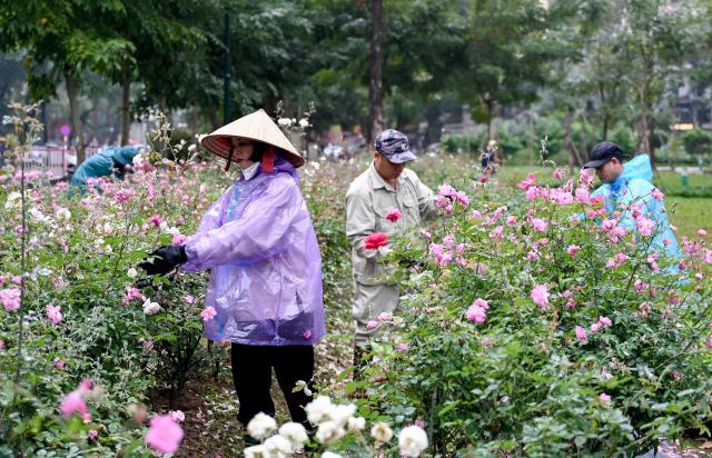 Workers tend to roses in Thong Nhat Park in Hanoi on February 24, 2026. (Photo by Nhac NGUYEN / AFP)