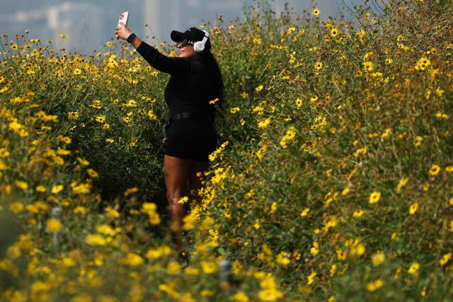 A person hikes through a bloom of yellow wildflowers at the Baldwin Hills Overlook in Culver City, California on February 24, 2026. (Photo by Patrick T. Fallon / AFP)
