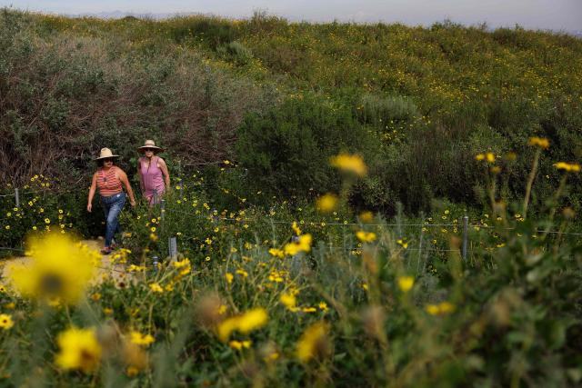 People hike through a bloom of yellow wildflowers at the Baldwin Hills Overlook in Culver City, California on February 24, 2026. (Photo by Patrick T. Fallon / AFP)