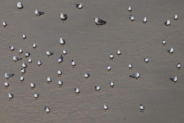 Seagulls sit on the Poniatowka island of the Vistula river during a sunny day in Warsaw, Poland, on February 26, 2026. (Photo by Sergei GAPON / AFP)
