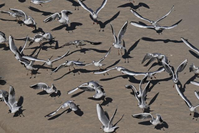Seagulls fly above on the Poniatowka island of the Vistula river during a sunny day in Warsaw, Poland, on February 26, 2026. (Photo by Sergei GAPON / AFP)