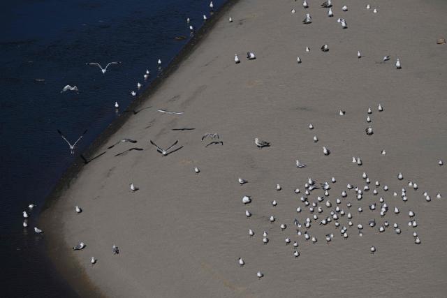 Seagulls sit on the Poniatowka island of the Vistula river during a sunny day in Warsaw, Poland, on February 26, 2026. (Photo by Sergei GAPON / AFP)