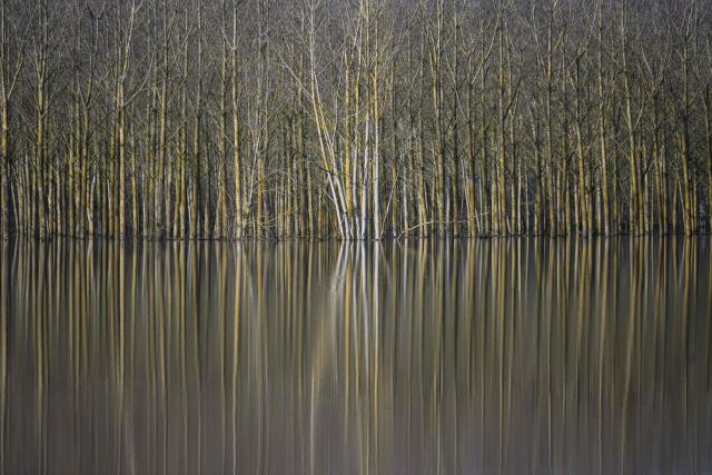 TOPSHOT - This photograph shows trees in the flooded Sarthe river outside Briollay, western France on February 25, 2026. The red flood alert, which was still in effect in Maine-et-Loire and Charente-Maritime, was lifted on February 25, 2026 morning, Météo-France and Vigicrues announced, after a record duration for this level of red flood alert in France. The orange alert level will still apply to four departments until February 26, 2026, they specified. (Photo by Loic VENANCE / AFP)