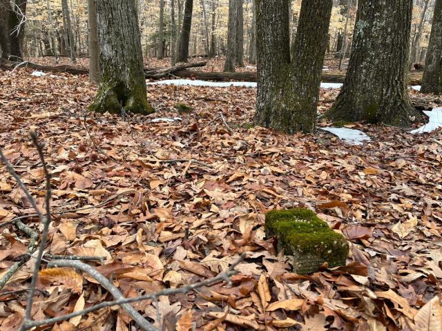 A moss-covered cinder block is seen on the grounds of the House of Reformation for Colored Children, a closed down segregated juvenile detention facility that operated in the late 19th and early 20th century, in Cheltenham, Maryland, on February 17, 2026. Mark Davis was 13 years old when he perished in a juvenile detention facility for Black boys in the eastern US state of Maryland some 140 years ago. Today, his remains lie in an abandoned graveyard in the woods, covered by dead leaves and snow, along with the graves of some 200 other Black boys and teenagers held at the facility in conditions that researchers describe as inhumane. A team from Georgetown University is investigating their deaths and memorializing them. (Photo by Victoria LAVELLE / AFP)