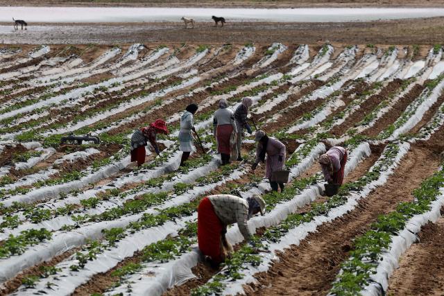 Farm workers tend to a field following a period of heavy rainfall near the village of Moulay Bouselham in Morocco's Kenitra province on February 27, 2026. Morocco, where agriculture employs about a third of the working-age population, has seen seven consecutive years of drought. But floods have recently swamped hectares of land, wiping out key crops and forcing farmers in the country's northwest to flee with their livestock. (Photo by Abdel Majid BZIOUAT / AFP)