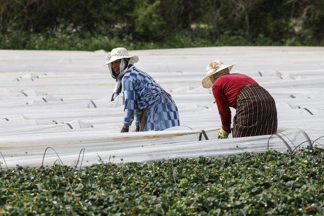 Farm workers tend to a field following a period of heavy rainfall near the village of Moulay Bouselham in Morocco's Kenitra province on February 27, 2026. Morocco, where agriculture employs about a third of the working-age population, has seen seven consecutive years of drought. But floods have recently swamped hectares of land, wiping out key crops and forcing farmers in the country's northwest to flee with their livestock. (Photo by Abdel Majid BZIOUAT / AFP)