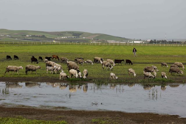 A shepherd looks after his flock following a period of heavy rainfall near the village of Moulay Bouselham in Morocco's Kenitra province on February 27, 2026. Morocco, where agriculture employs about a third of the working-age population, has seen seven consecutive years of drought. But floods have recently swamped hectares of land, wiping out key crops and forcing farmers in the country's northwest to flee with their livestock. (Photo by Abdel Majid BZIOUAT / AFP)