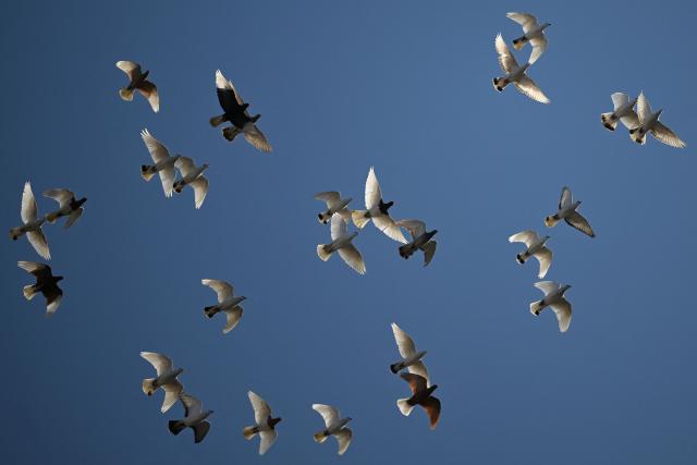 A flock of pigeons fly in a blue sky during a sunny day in Warsaw, Poland on February 28, 2026. (Photo by Sergei GAPON / AFP)