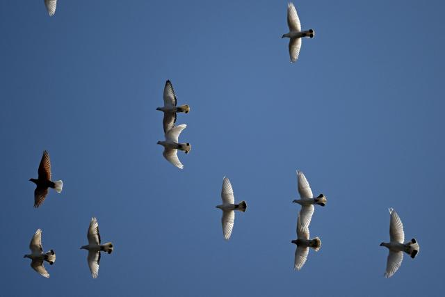 A flock of pigeons fly in a blue sky during a sunny day in Warsaw, Poland on February 28, 2026. (Photo by Sergei GAPON / AFP)