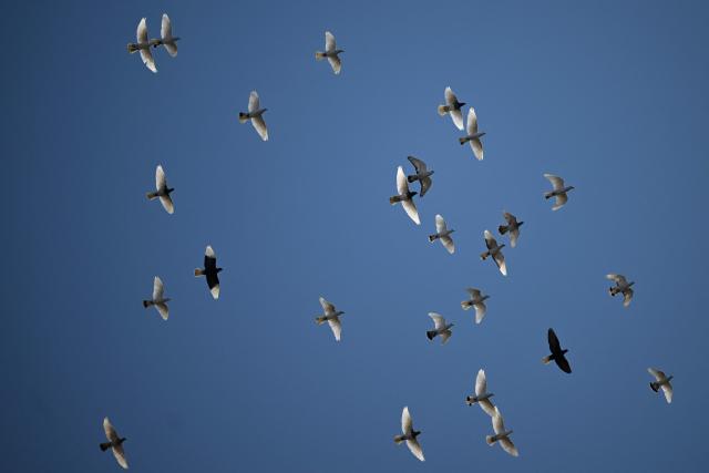 A flock of pigeons fly in a blue sky during a sunny day in Warsaw, Poland on February 28, 2026. (Photo by Sergei GAPON / AFP)