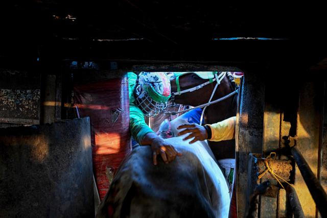 A cowboy tries to grab a bull's tail during a bull tailing competition held as part of the "Fiestas del Alma Llanera" celebration in San Fernando de Apure, Apure State, Venezuela, on February 27, 2026. Bull tailing is very popular in the plains of Venezuela. It is a professional discipline throughout the country and attracts thousands of spectators, but it also faces harsh criticism for animal mistreatment from activists and outsiders. (Photo by Federico PARRA / AFP)