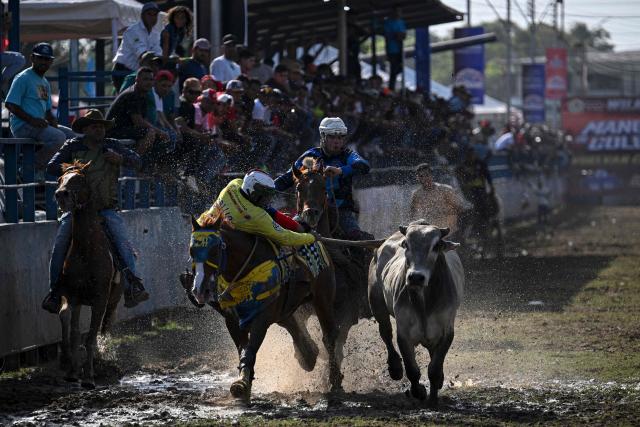 A cowboy pulls the tail of a steer in an attempt to knock it over during a bull tailing competition held as part of the "Fiestas del Alma Llanera" celebration in San Fernando de Apure, Apure State, Venezuela, on February 27, 2026. Bull tailing is very popular in the plains of Venezuela. It is a professional discipline throughout the country and attracts thousands of spectators, but it also faces harsh criticism for animal mistreatment from activists and outsiders. (Photo by Federico PARRA / AFP)