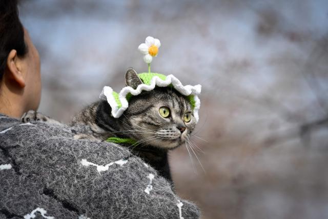 A woman holding a cat walks along a road in Beijing  on March 3, 2026. (Photo by WANG Zhao / AFP)