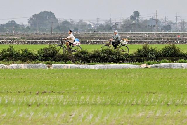 Farmers ride their bicycles alongside a rice field in Hanoi on March 3, 2026. (Photo by Nhac NGUYEN / AFP)