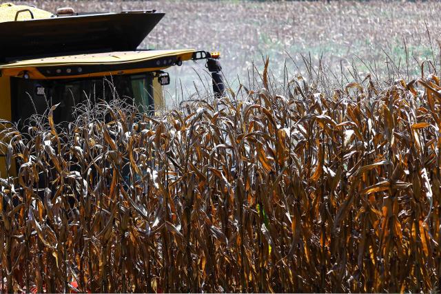 A combine harvester collects corn in Coxilha, Rio Grande do Sul state, Brazil, on March 3, 2026 (Photo by SILVIO AVILA / AFP)