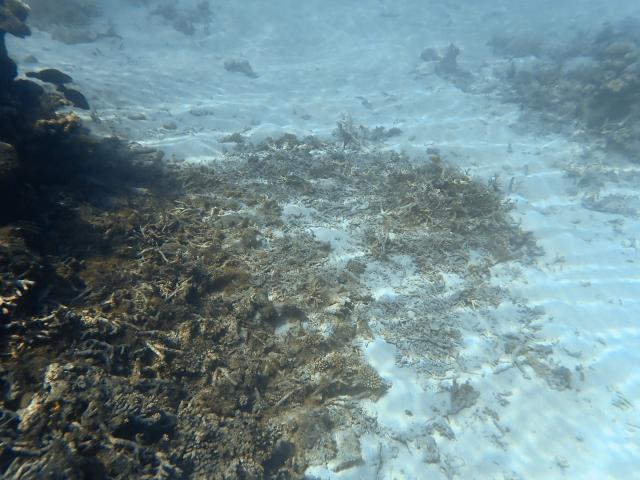 A photo shows a coral reef damaged by Cyclone Chido in the northern part of Mayotte Lagoon, on the French Indian Ocean territory of Mayotte, on February 24, 2026. Cyclone Chido struck Mayotte in December 2024, adding to the effects of a heatwave that had already weakened the reefs earlier that year. Coral mortality ranges from 26 to 88 percent depending on the site, according to the Mayotte Marine Nature Park. (Photo by Marine GACHET / AFP)