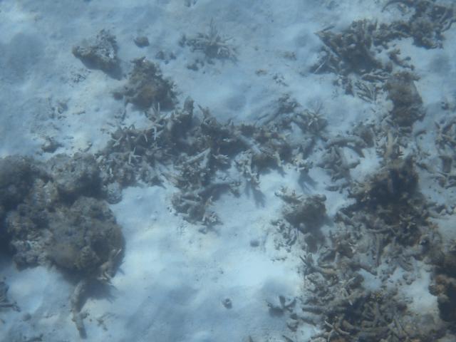 A photo shows a coral reef damaged by cyclone Chido in the northern part of Mayotte Lagoon, on the French Indian Ocean territory of Mayotte, on February 24, 2026. Cyclone Chido struck Mayotte in December 2024, adding to the effects of a heatwave that had already weakened the reefs earlier that year. Coral mortality ranges from 26 to 88 percent depending on the site, according to the Mayotte Marine Nature Park. (Photo by Marine GACHET / AFP)