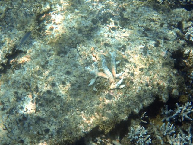 A photo shows a coral showing sign of regrowth in the northern part of Mayotte Lagoon, on the French Indian Ocean territory of Mayotte, on February 24, 2026. Cyclone Chido struck Mayotte in December 2024, adding to the effects of a heatwave that had already weakened the reefs earlier that year. Coral mortality ranges from 26 to 88 percent depending on the site, according to the Mayotte Marine Nature Park. (Photo by Marine GACHET / AFP)