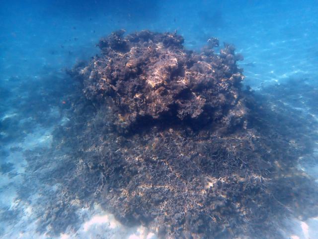 A photo shows a coral reef damaged by cyclone Chido in the northern part of Mayotte Lagoon, on the French Indian Ocean territory of Mayotte, on February 24, 2026. Cyclone Chido struck Mayotte in December 2024, adding to the effects of a heatwave that had already weakened the reefs earlier that year. Coral mortality ranges from 26 to 88 percent depending on the site, according to the Mayotte Marine Nature Park. (Photo by Marine GACHET / AFP)