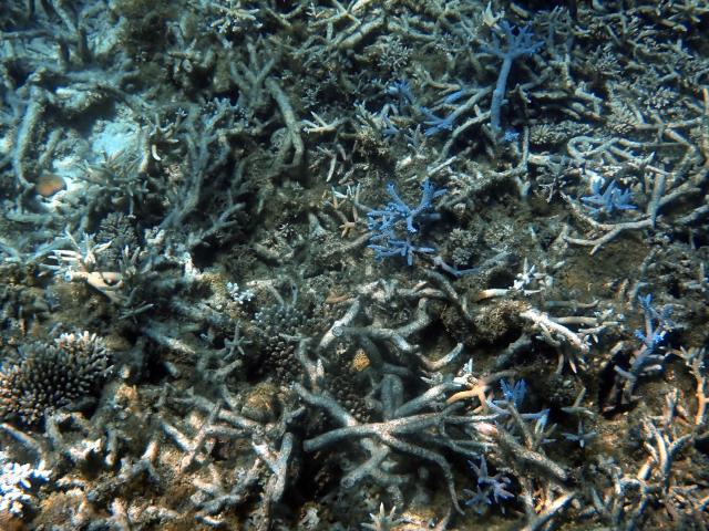 A photo shows a coral reef damaged by cyclone Chido in the northern part of Mayotte Lagoon, on the French Indian Ocean territory of Mayotte, on February 24, 2026. Cyclone Chido struck Mayotte in December 2024, adding to the effects of a heatwave that had already weakened the reefs earlier that year. Coral mortality ranges from 26 to 88 percent depending on the site, according to the Mayotte Marine Nature Park. (Photo by Marine GACHET / AFP)