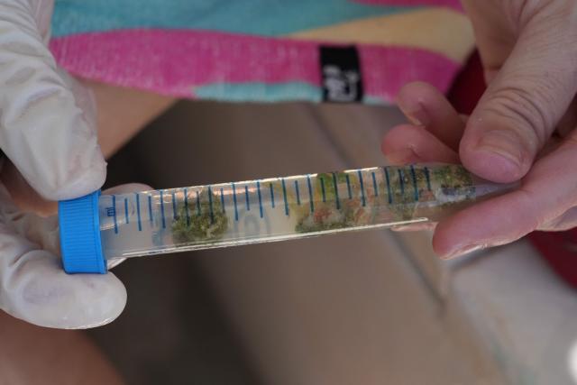 A pA photo shows a sample collected in the northern part of Mayotte Lagoon, on the French Indian Ocean territory of Mayotte, on February 24, 2026. Cyclone Chido struck Mayotte in December 2024, adding to the effects of a heatwave that had already weakened the reefs earlier that year. Coral mortality ranges from 26 to 88 percent depending on the site, according to the Mayotte Marine Nature Park. (Photo by Marine GACHET / AFP)