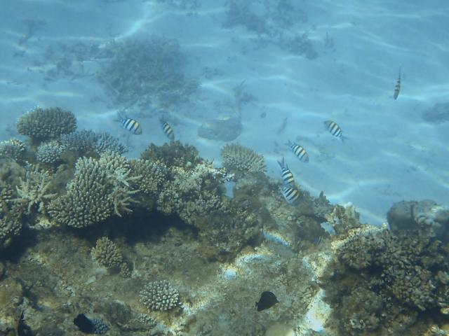 A photo shows a coral reef in the northern part of Mayotte Lagoon, on the French Indian Ocean territory of Mayotte, on February 24, 2026. Cyclone Chido struck Mayotte in December 2024, adding to the effects of a heatwave that had already weakened the reefs earlier that year. Coral mortality ranges from 26 to 88 percent depending on the site, according to the Mayotte Marine Nature Park. (Photo by Marine GACHET / AFP)