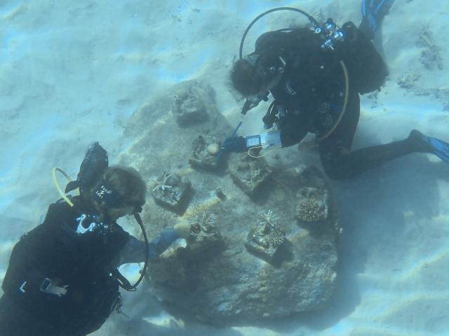 Aline Tribollet, research director at the French National Research Institute for Sustainable Development (IRD), and Sophie Bureau, assistant engineer in Ecology at the University of La Réunion, collect samples from coral cuttings in the northern part of Mayotte Lagoon, on the French Indian Ocean territory of Mayotte, on February 24, 2026. Cyclone Chido struck Mayotte in December 2024, adding to the effects of a heatwave that had already weakened the reefs earlier that year. Coral mortality ranges from 26 to 88 percent depending on the site, according to the Mayotte Marine Nature Park. (Photo by Marine GACHET / AFP)