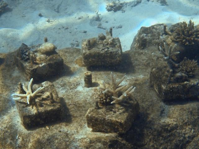 A photo shows coral cuttings in the northern part of Mayotte Lagoon, on the French Indian Ocean territory of Mayotte, on February 24, 2026. Cyclone Chido struck Mayotte in December 2024, adding to the effects of a heatwave that had already weakened the reefs earlier that year. Coral mortality ranges from 26 to 88 percent depending on the site, according to the Mayotte Marine Nature Park. (Photo by Marine GACHET / AFP)