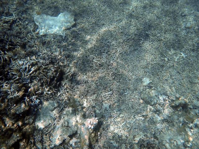 A photo shows a coral reef damaged by Cyclone Chido in the northern part of Mayotte Lagoon, on the French Indian Ocean territory of Mayotte, on February 24, 2026. Cyclone Chido struck Mayotte in December 2024, adding to the effects of a heatwave that had already weakened the reefs earlier that year. Coral mortality ranges from 26 to 88 percent depending on the site, according to the Mayotte Marine Nature Park. (Photo by Marine GACHET / AFP)