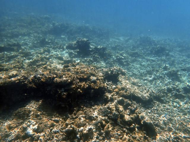 A photo shows a coral reef damaged by cyclone Chido in the northern part of Mayotte Lagoon, on the French Indian Ocean territory of Mayotte, on February 24, 2026. Cyclone Chido struck Mayotte in December 2024, adding to the effects of a heatwave that had already weakened the reefs earlier that year. Coral mortality ranges from 26 to 88 percent depending on the site, according to the Mayotte Marine Nature Park. (Photo by Marine GACHET / AFP)