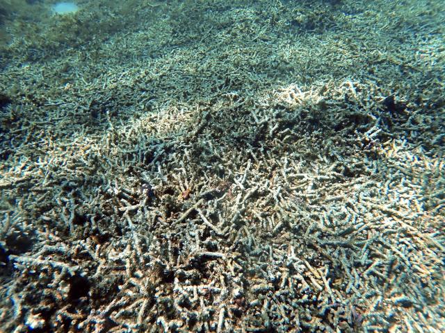 A photo shows a coral reef damaged by Cyclone Chido in the northern part of Mayotte Lagoon, on the French Indian Ocean territory of Mayotte, on February 24, 2026. Cyclone Chido struck Mayotte in December 2024, adding to the effects of a heatwave that had already weakened the reefs earlier that year. Coral mortality ranges from 26 to 88 percent depending on the site, according to the Mayotte Marine Nature Park. (Photo by Marine GACHET / AFP)