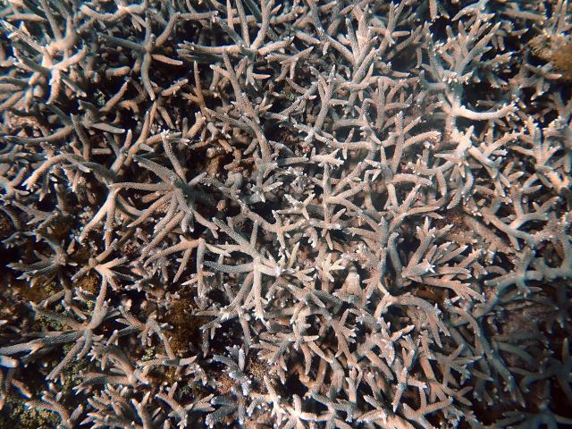 A photo shows corals in the northern part of Mayotte Lagoon, on the French Indian Ocean territory of Mayotte, on February 24, 2026. Cyclone Chido struck Mayotte in December 2024, adding to the effects of a heatwave that had already weakened the reefs earlier that year. Coral mortality ranges from 26 to 88 percent depending on the site, according to the Mayotte Marine Nature Park. (Photo by Marine GACHET / AFP)