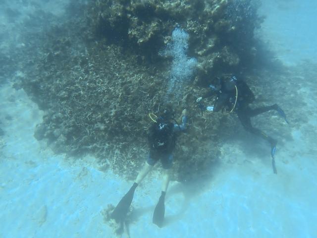 Aline Tribollet, research director at the French National Research Institute for Sustainable Development (IRD), and Sophie Bureau, assistant engineer in Ecology at the University of La Réunion, collect samples from a coral reef dammaged by Cyclone Chido in the northern part of Mayotte Lagoon, on the French Indian Ocean territory of Mayotte, on February 24, 2026. Cyclone Chido struck Mayotte in December 2024, adding to the effects of a heatwave that had already weakened the reefs earlier that year. Coral mortality ranges from 26 to 88 percent depending on the site, according to the Mayotte Marine Nature Park. (Photo by Marine GACHET / AFP)