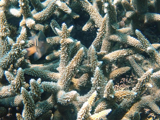 A fish swims in corals in the northern part of Mayotte Lagoon, on the French Indian Ocean territory of Mayotte, on February 24, 2026. Cyclone Chido struck Mayotte in December 2024, adding to the effects of a heatwave that had already weakened the reefs earlier that year. Coral mortality ranges from 26 to 88 percent depending on the site, according to the Mayotte Marine Nature Park. (Photo by Marine GACHET / AFP)