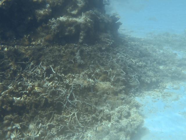 A photo shows a coral reef damaged by cyclone Chido in the northern part of Mayotte Lagoon, on the French Indian Ocean territory of Mayotte, on February 24, 2026. Cyclone Chido struck Mayotte in December 2024, adding to the effects of a heatwave that had already weakened the reefs earlier that year. Coral mortality ranges from 26 to 88 percent depending on the site, according to the Mayotte Marine Nature Park. (Photo by Marine GACHET / AFP)