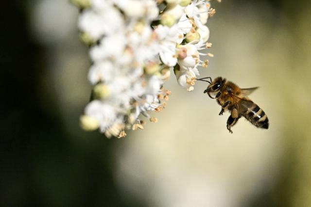 A bee flies near blossoming flowers in Frankfurt am Main, western Germany, on March 4, 2026 as the air temperature reached 15 degrees Celsius above zero. (Photo by Kirill KUDRYAVTSEV / AFP)