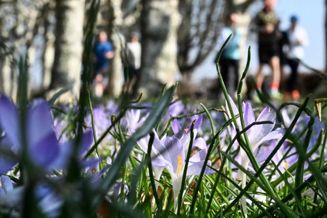 People jog along the banks of the Main river past blossoming flowers in Frankfurt am Main, western Germany, on March 4, 2026 as the air temperature reached 15 degrees Celsius above zero.. (Photo by Kirill KUDRYAVTSEV / AFP)