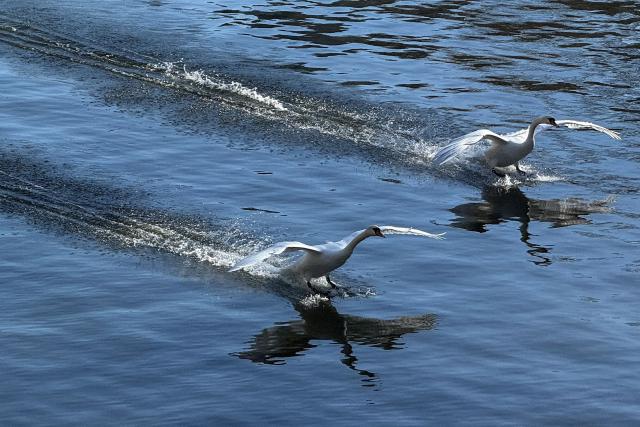 Two swans land on the Landwehr Canal in Berlin's Kreuzberg district on March 4, 2026 as signs of spring can be seen in the German capital. (Photo by David GANNON / AFP)