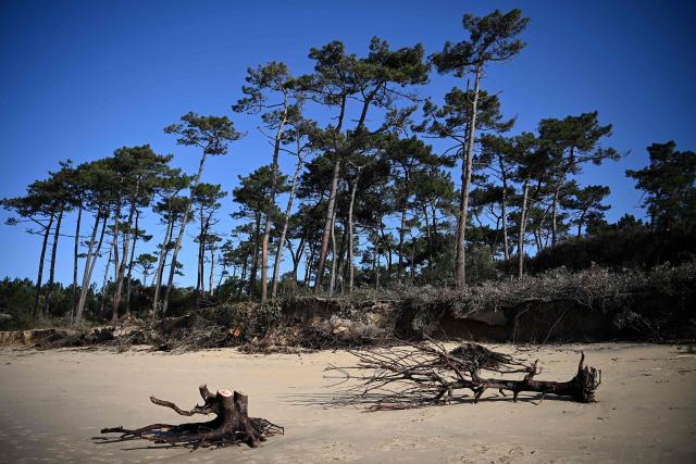 This photograph shows uprooted trees lying on a beach in the wake of winter storms triggering coastal erosion and the retreat of the coastline in Saint-Palais-sur-Mer, south-western France on March 4, 2026. Severe winter storms seriously damaged the coastline of the Nouvelle-Aquitaine region with coastal erosion triggering the retreat of the coastline by several meters. (Photo by Christophe ARCHAMBAULT / AFP)