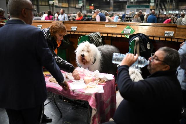 An Old English Sheepdog is pictured with its owners on the first day of the Crufts dog show at the National Exhibition Centre in Birmingham, central England, on March 5, 2026. (Photo by Oli SCARFF / AFP)