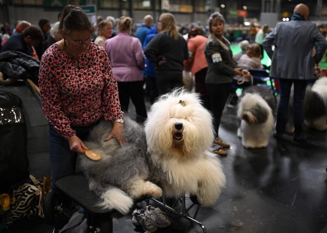 An Old English Sheepdog is groomed ahead of judging on the first day of the Crufts dog show at the National Exhibition Centre in Birmingham, central England, on March 5, 2026. (Photo by Oli SCARFF / AFP)