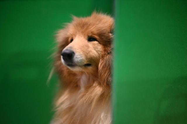 A Rough Collie sits in its pen on the first day of the Crufts dog show at the National Exhibition Centre in Birmingham, central England, on March 5, 2026. (Photo by Oli SCARFF / AFP)