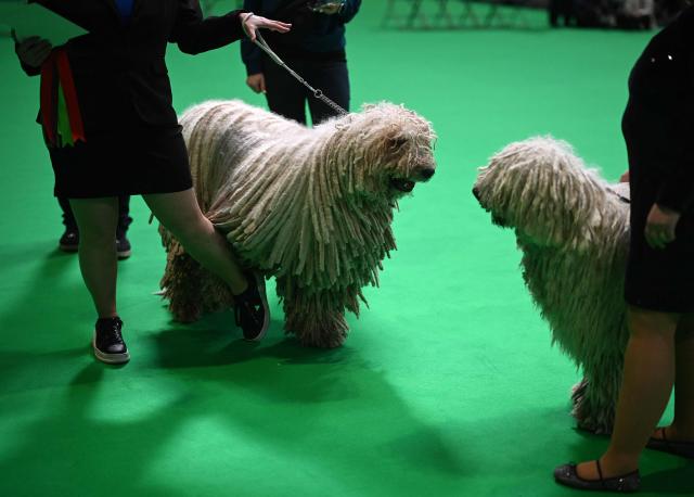 Komondor dogs are judged on the first day of the Crufts dog show at the National Exhibition Centre in Birmingham, central England, on March 5, 2026. (Photo by Oli SCARFF / AFP)