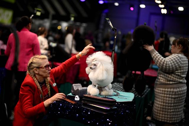 A handler works on a poodle during the dog grooming championships on the first day of the Crufts dog show at the National Exhibition Centre in Birmingham, central England, on March 5, 2026. (Photo by Oli SCARFF / AFP)