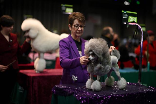 A handler works on a poodle during the dog grooming championships on the first day of the Crufts dog show at the National Exhibition Centre in Birmingham, central England, on March 5, 2026. (Photo by Oli SCARFF / AFP)