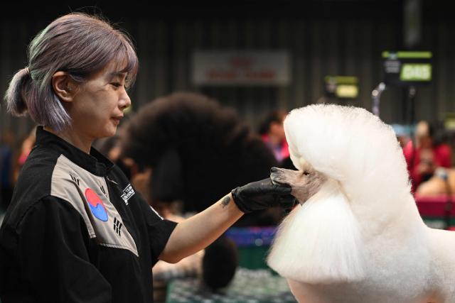 A handler works on a poodle during the dog grooming championships on the first day of the Crufts dog show at the National Exhibition Centre in Birmingham, central England, on March 5, 2026. (Photo by Oli SCARFF / AFP)
