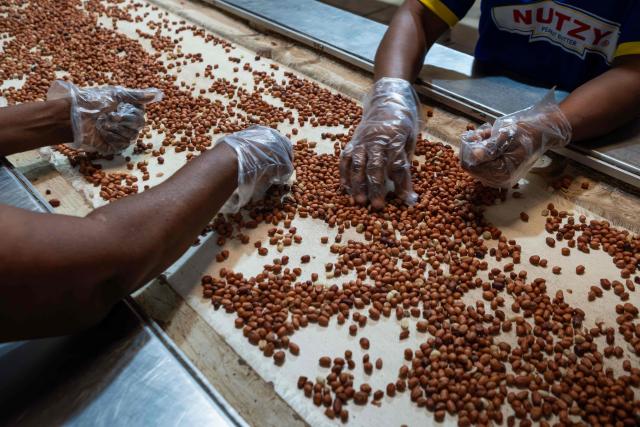 Factory workers process peanuts during a visit by the Mothers of Chibok to the Nutzy peanut butter factory in Lagos on February 27, 2026. Nine women from Chibok are collaborating with Zenfix Nigeria, a company that sells peanuts and nut products, and Arjena Foods, producer of the Nutzy peanut butter brand, which is very popular in Nigeria. 
This partnership was supported by Joel Kachi Benson, director of the documentary "Mothers of Chibok," released in theaters last week, which chronicles the lives of these mothers. 
Before the creation of Mothers of Chibok, their harvests were sold unprocessed to middlemen in the village, generating meager and unpredictable incomes. Today, they work has better value, they obtain a stable income, and reach a wider audience. 
These women's peanut production increased from 15 100kg bags to 27 bags between 2024 and 2025.
For Ajrena Foods and Zenfix Nigeria, the initiative is part of a social and economic reconstruction project that could inspire other mothers whose children have also been abducted by Boko Haram, other jihadist groups, or criminal gangs. (Photo by TOYIN ADEDOKUN / AFP)