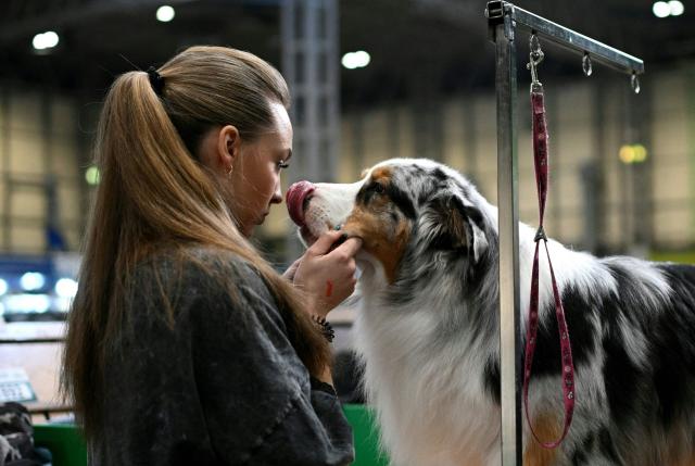 A handler grooms their Australian Shepard dog on the first day of the Crufts dog show at the National Exhibition Centre in Birmingham, central England, on March 5, 2026. (Photo by Oli SCARFF / AFP)