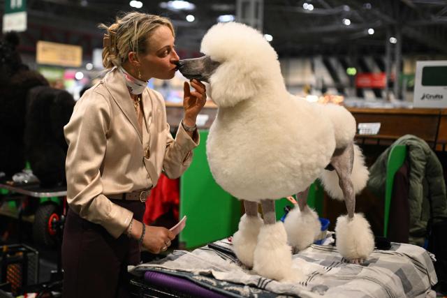 A Poodle gets a kiss ahead of being shown in the Utility Group on the third day of the Crufts dog show at the National Exhibition Centre in Birmingham, central England, on March 7, 2026. (Photo by Oli SCARFF / AFP)