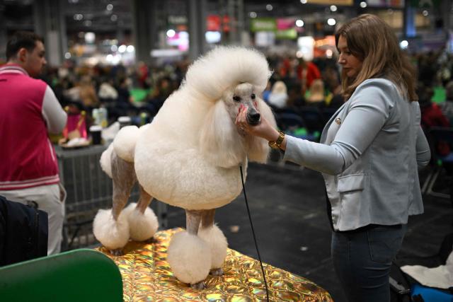 A Standard Poodle is prepared, in the Utility Group on the third day of the Crufts dog show at the National Exhibition Centre in Birmingham, central England, on March 7, 2026. (Photo by Oli SCARFF / AFP)